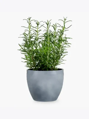 product-image-5_optimized